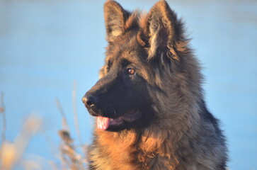 Long-haired German Shepherd Puppy