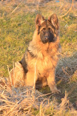 Long-haired German Shepherd Puppy