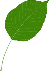 Green leaf. Pear leaf.
