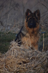 Long-haired German Shepherd Puppy