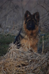 Long-haired German Shepherd Puppy