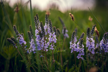 Bright purple meadow flowers, in the thick grass, against the sunset background. Meadow grasses and bright flowers against the sky.