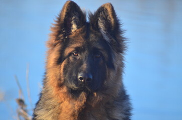 
my Long-haired German Shepherd Puppy