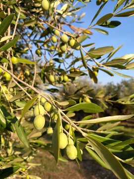 A close-up of olive branches with green olives. The olives are just ripe, with a bright green color. The branches are covered in darker green leaves, which contrast with the color of the olives.