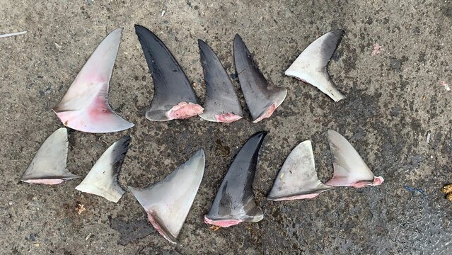 several types of shark fins ready for export to Europe