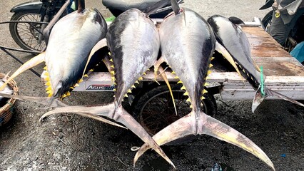 World class yellow Fin Tuna, freshly caught and displayed ready to be exported tuna worldwide