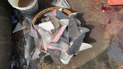 shark fins ready for export to japan
