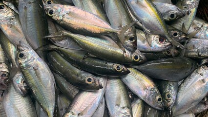 Obraz premium fish in a basket