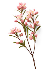 A Beautiful pink wax flower twig and bud over a transparent background, isolated floral design element, wedding invitation. Generative AI - obrazy, fototapety, plakaty