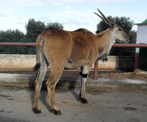 A common eland, a large antelope with a brown coat and white spots, stands in a field.