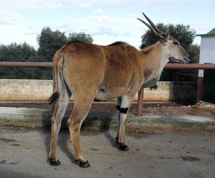 A common eland, a large antelope with a brown coat and white spots, stands in a field. 