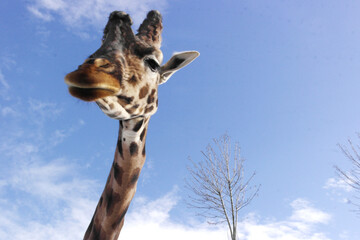 A giraffe's long, thin neck looks like a snake from below, its large, pointed head like an alien. Wide-eyed, as if surprised by this angle
