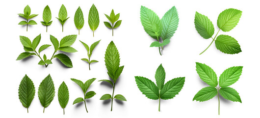 A collection of fresh green mint leaves, twigs, and tips in various positions isolated on a clear background, suitable for use in cooking, food, cocktails, tea, or essential oil designs. Generative AI - obrazy, fototapety, plakaty
