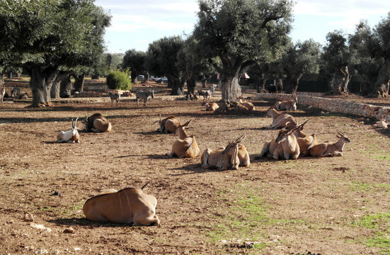 Herd of antelope rests in a field