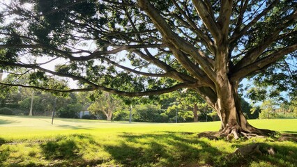 Big trees in the park