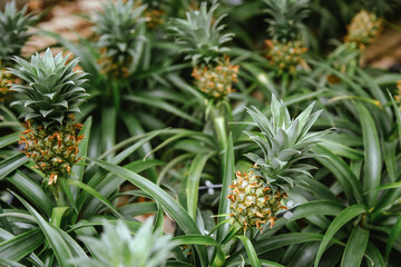 Small immature pineapples grow on a flower bed in a flower shop.