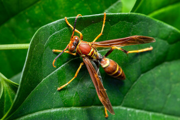 Polistes instabilis, or unstable paper wasp is a type of paper wasp, is a neotropical, eusocial...