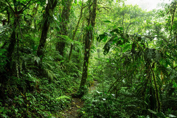 Green dense Tropical rainforest landscape. Mountain rain forest with mist and low clouds. Traditional Costa Rica greenery landscape. Santa Elena, Costa Rica