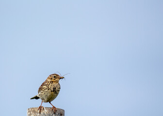 Meadow Pipit (Anthus pratensis) spotted in Dublin, Ireland