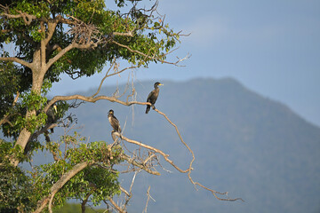 木に止まり黄昏るカワウ達