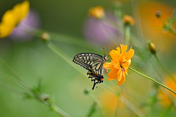 花の蜜を吸いに来た小さなもの
