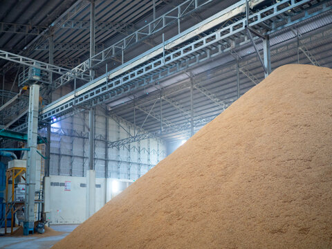 A pile of dried paddy rice stored in bulk inside a warehouse in a milling plant.