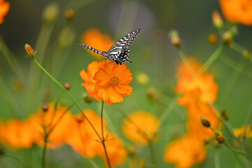 花の蜜を吸いに来た小さなもの