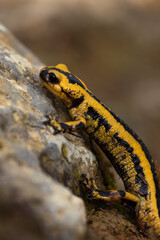 yellow and black salamander perching on a rock in the forest, vertical macro-photography of amphibian in the wild.