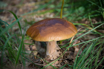 photography of a porcini mushroom in the forest