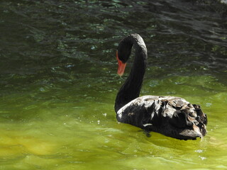 Black swan swimming in the lake