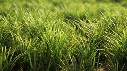 Fototapeta na wymiar Grass texture
