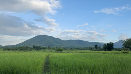 Rice field with mountain and clouds 