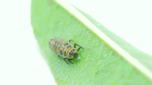 ladybug larva eating an aphid on a leaf