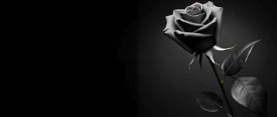Beautiful black and white rose on black background with copy space.