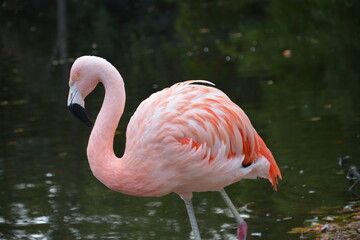 Pink flamingos alone and in groups