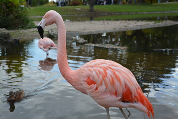 Pink flamingos alone and in groups