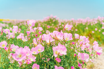 A sea of pink evening primrose flowers blooming under the sunlight