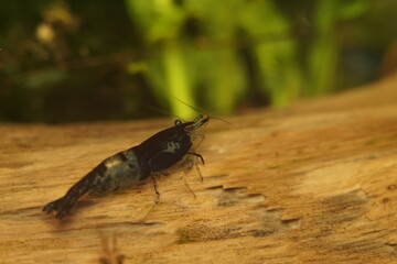 Blue Variety Fancy Dwarf Shrimp Neocaridina