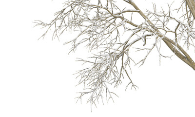 branches isolated on white