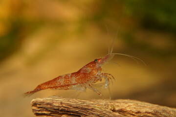 Red Variety Fancy Dwarf Shrimp Neocaridina Davidi