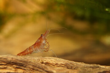 Red Variety Fancy Dwarf Shrimp Neocaridina Davidi