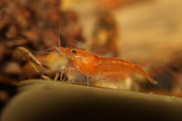 Red Variety Fancy Dwarf Shrimp Neocaridina Davidi