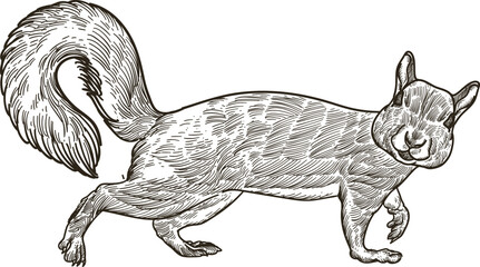 Vintage hand drawn sketch of squirrel © Cus