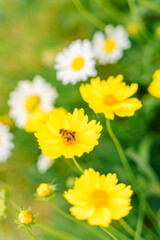 yellow flowers in the garden，Coreopsis in bloom with a bee