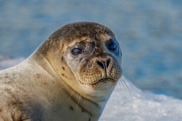 the baby seal is looking at the camera in the snow