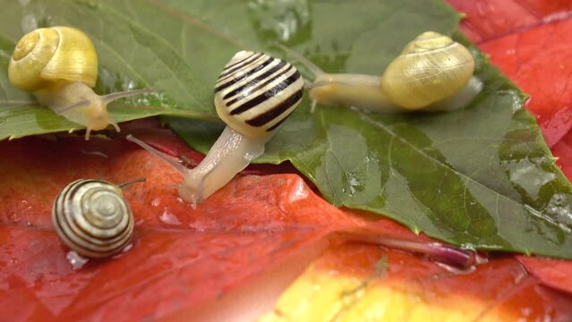 Small garden snails crawl along the colorful leaves of wild grapes on a white background