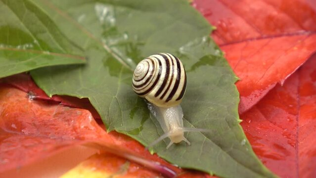 A small garden snail with a striped shell crawls along the colorful leaves of wild grapes on a white background