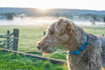 An Airedale Terrier dog set against an early morning sunrise. Misty fields. Sharp focus focus on the eye of the dog. 