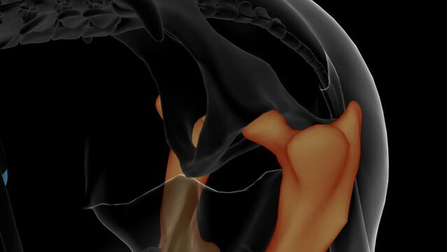 Femur bone horse skeleton anatomy for medical concept 3D animation