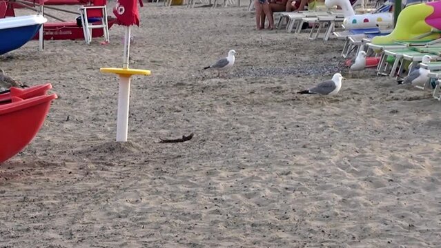 Seagulls visiting the lido in the evening to find some scraps although some people are still there.